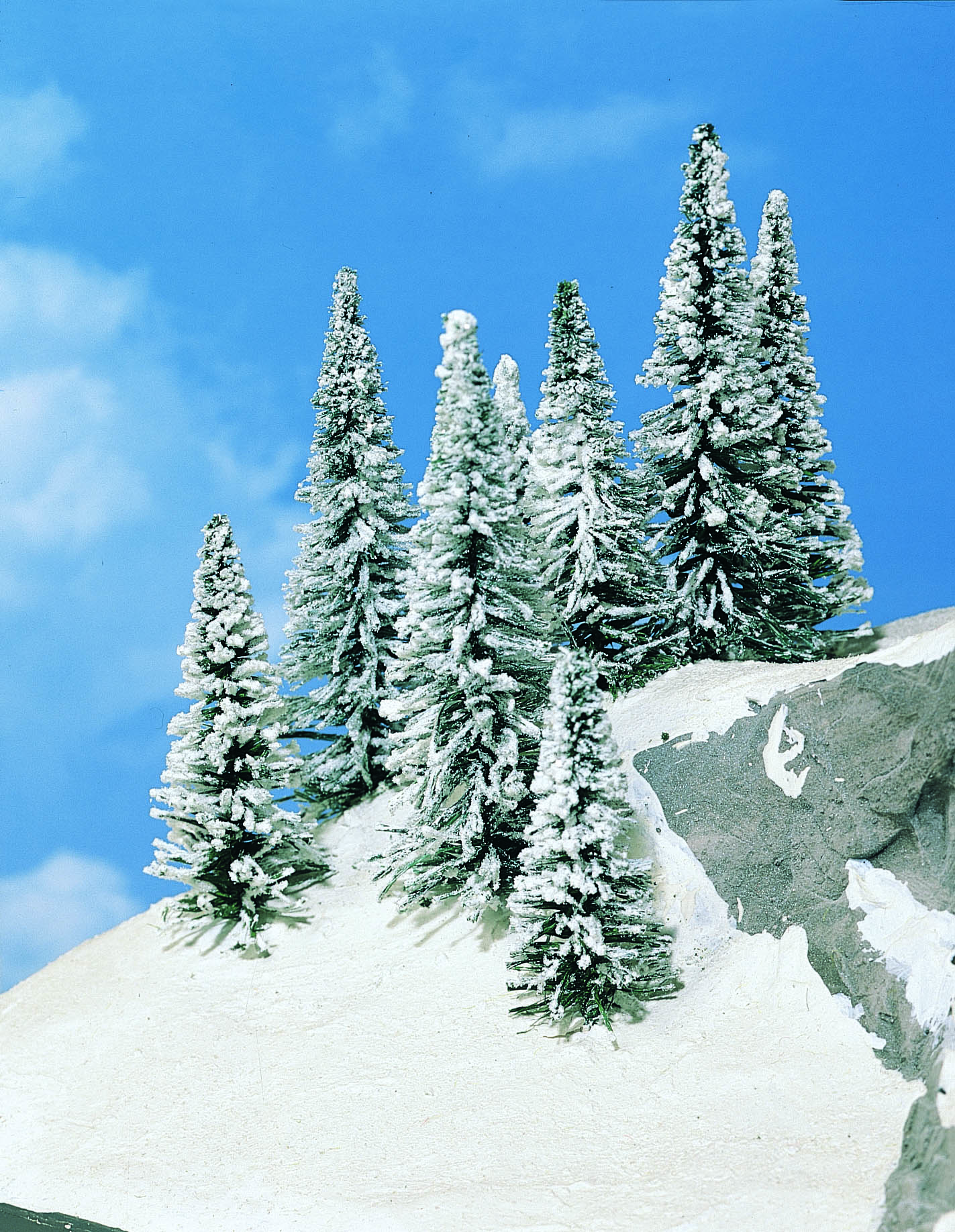 2161 8 Schneetannen 9-12 cm