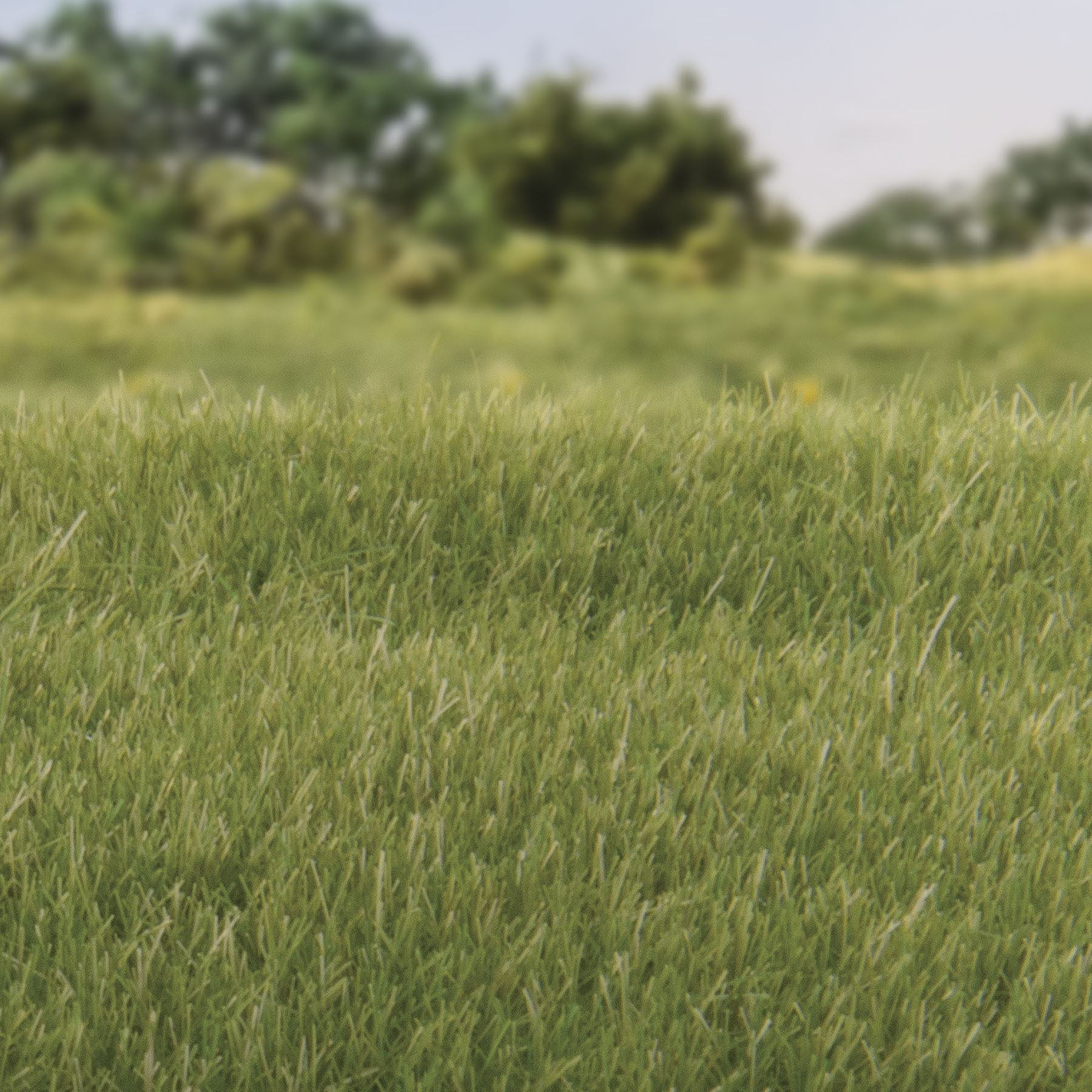WFS618 4mm Static Grass Medium Green