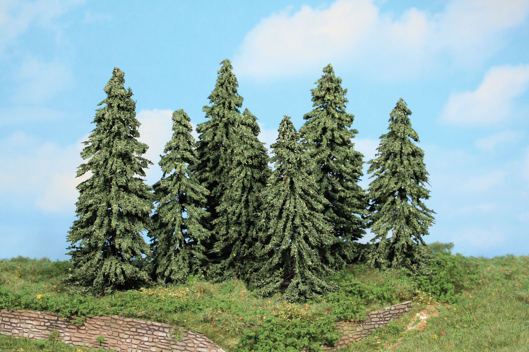 21802 7 Wetterfichten 10-14 cm