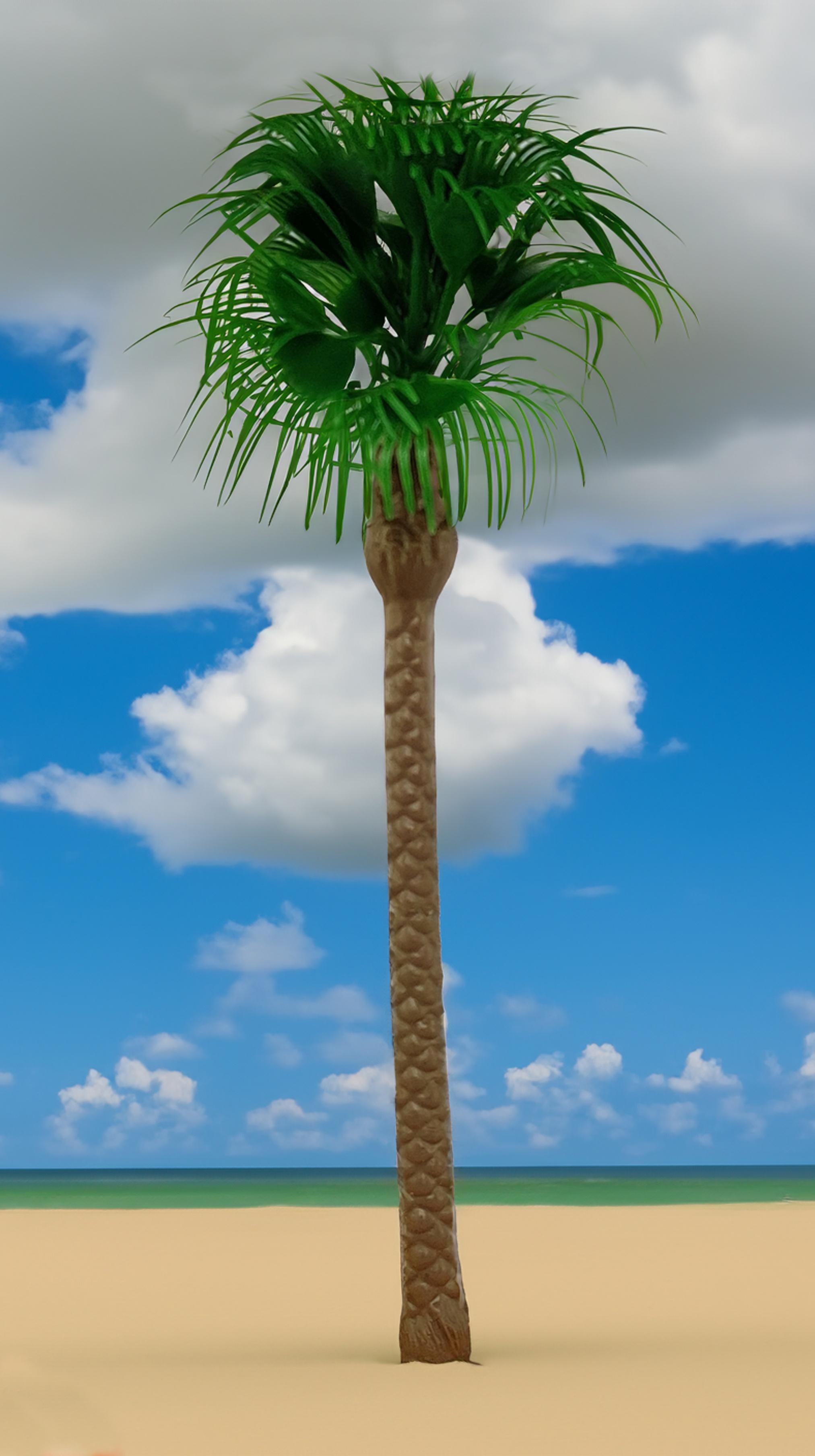 37009 1 Große kanarische Palme 19 cm
