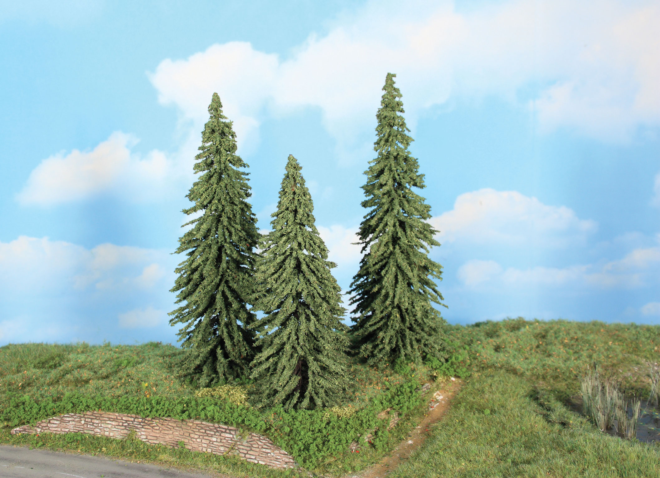 21800 3 Wetterfichten 18-22 cm