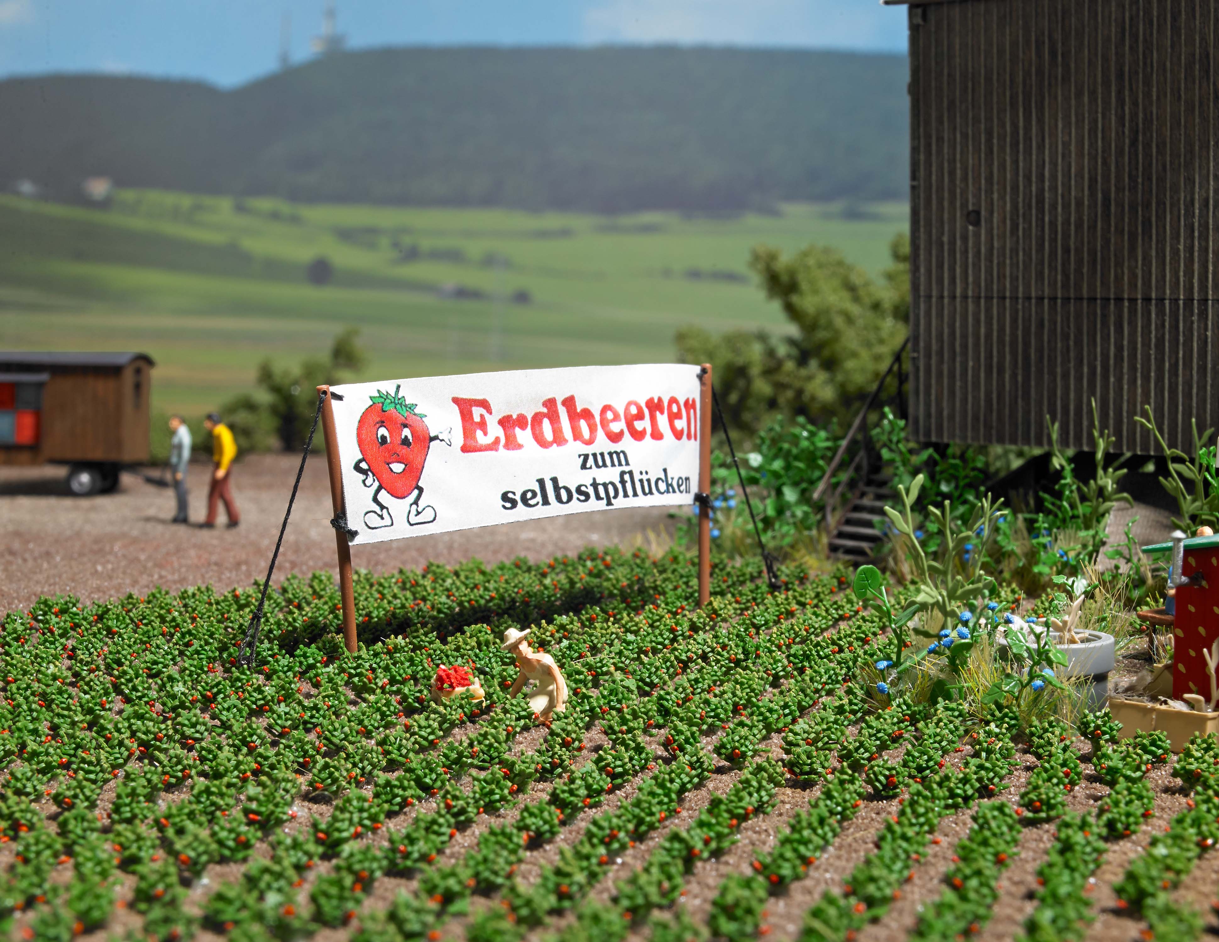 1265 Erdbeerpflanzen