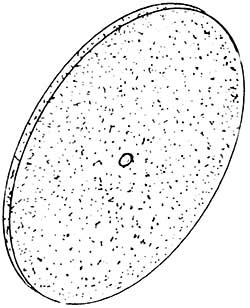 2298 Schleifsch.37mmDM, 3mm dick1St