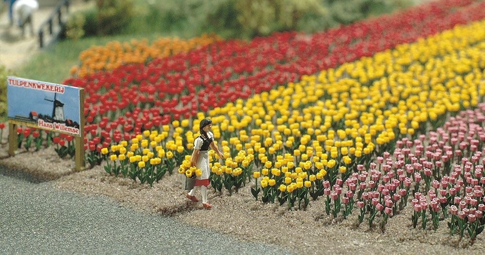 1206 Tulpen