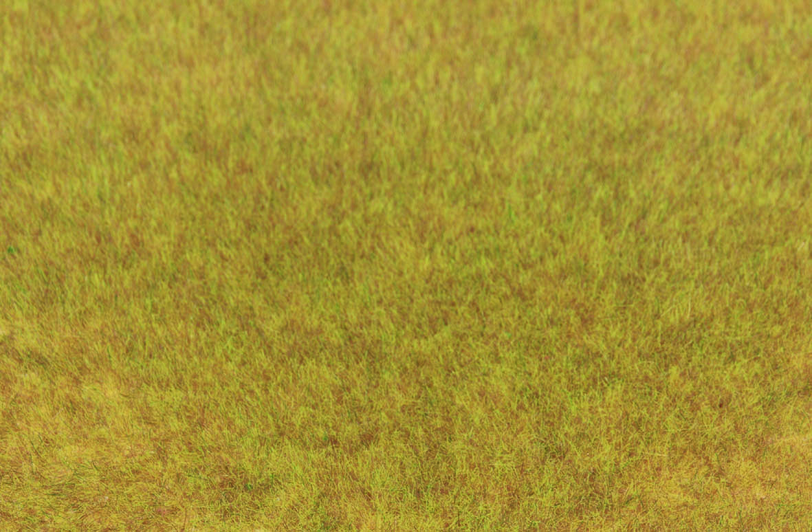 3371 Grasfaser Wildgras Herbst