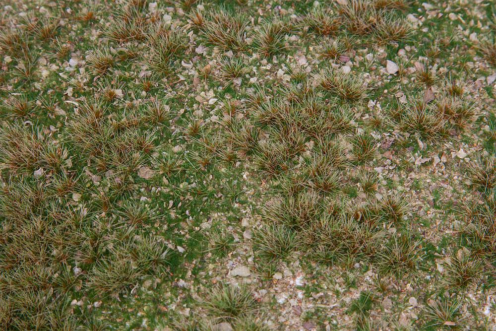 180479 Wildkräuterwiese
