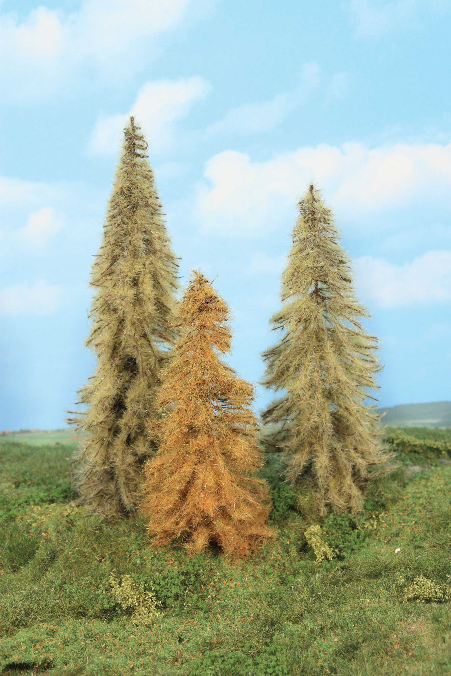 2177 3 Lärchen herbstlich 18 - 24 cm