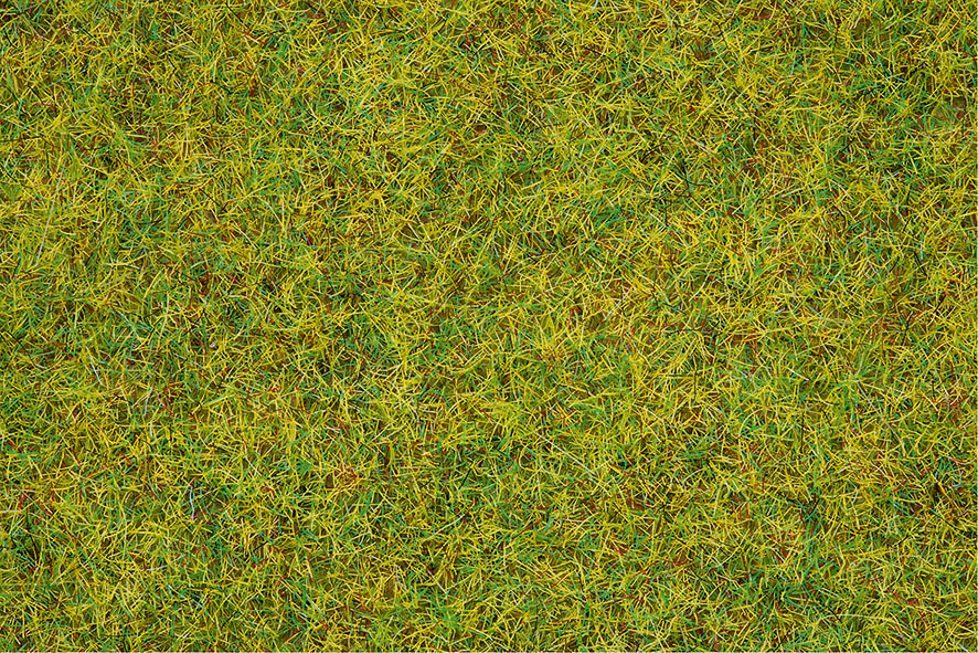 08151 Streugras Sommerwiese
