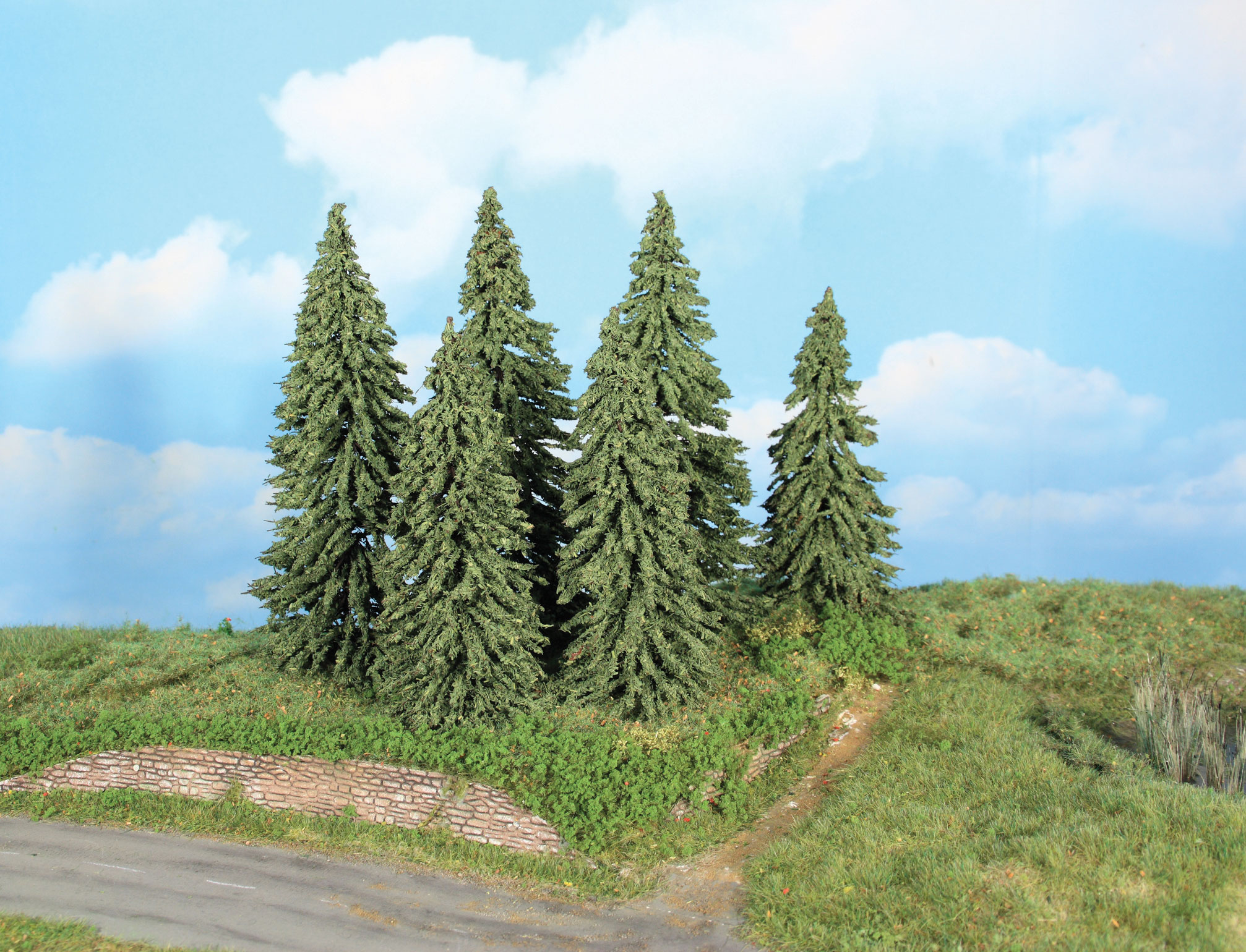 21801 6 Wetterfichten  14-18 cm