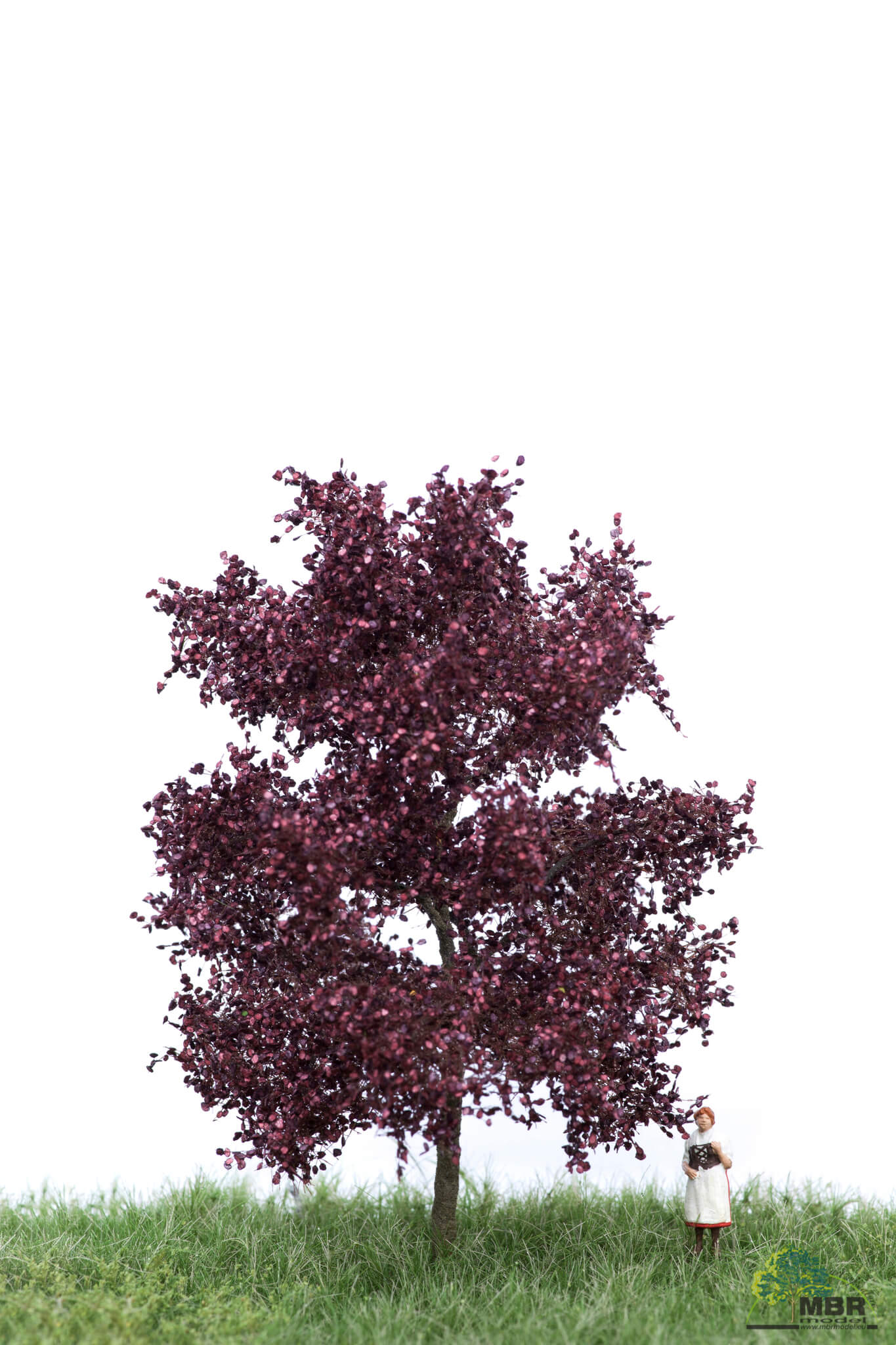 51-2114 Blutbuche N