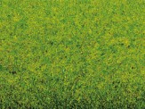 Noch 00260 Grasmatte Frühlingswiese, 120 x 60 cm 