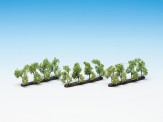 Noch 21530 12 Plantagenbäume, 3,5 cm 