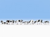 Noch 45721 Kühe, schwarz-weiß 