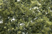 Woodland WF1133 Feine Belaubung, olivgrün 