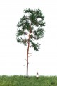 MBR model 51-4304 Waldkiefer H0 
