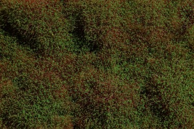 Auhagen 70901 Büsche/Sträucher grün 4-30 mm  