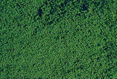 Heki 1602 Mikro-flor dunkelgrün 