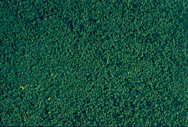 Heki 1603 Mikro-flor kieferngrün 