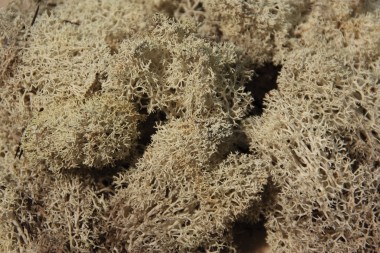 Heki 3212 Moos, grau 