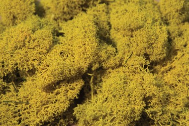 Heki 3215 Moos, gelb 