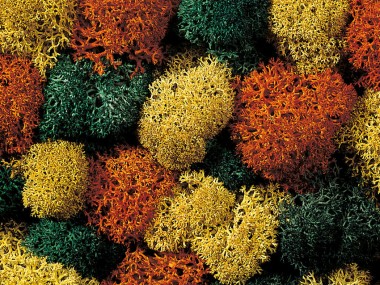 Noch 08630 Moos, herbstlich 