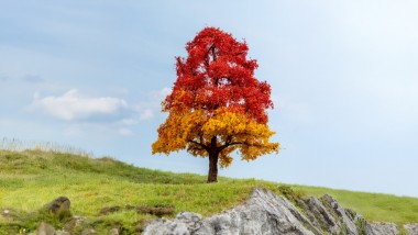 Noch 20114 Eiche herbstlich 