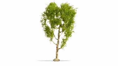 Noch 20125 Moorbirke - 21 cm hoch 