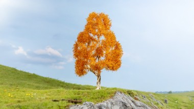 Noch 20129 Birke herbstlich 