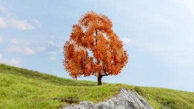 Noch 20155 Ahorn herbstlich 