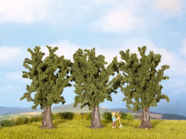 Noch 25150 Bergahorn, 3 St. 