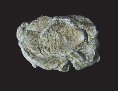 Woodland WC1237 Gießform: Windfelsen 