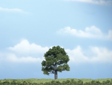 Woodland WTR1606 1 Eiche 8 cm 