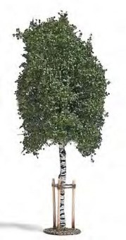 Busch 10625 Junge Birke 