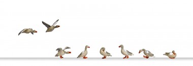 Busch 1196 Wildgänse 