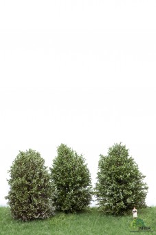 MBR model 50-4008 Große Büsche, weiß blühenden 