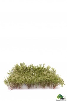 MBR model 50-5004 Sträucher, weiß blühenden 