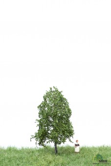 MBR model 51-2101 Blutbuche Z 