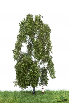 MBR model 51-2301 Birke H0 