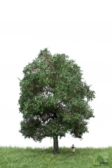 MBR model 51-2303 Eiche H0 