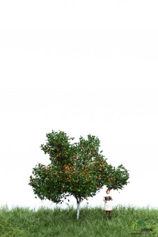 MBR model 51-2304 Apfelbaum 7 cm 