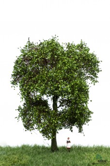 MBR model 51-2312 Ahorn H0 