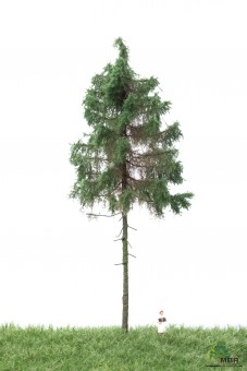MBR model 51-4305 Waldfichte H0 