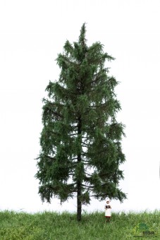 MBR model 51-4306 Fichte H0 