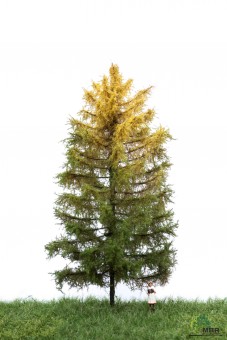 MBR model 52-4303 Europäische Lärche 18-22cm 