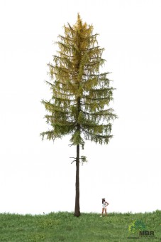 MBR model 52-4402 Europ. Waldlärche 0 (Herbst) 