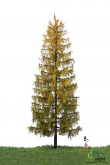 MBR model 52-4403 Europäische Lärche 0 (Herbst) 